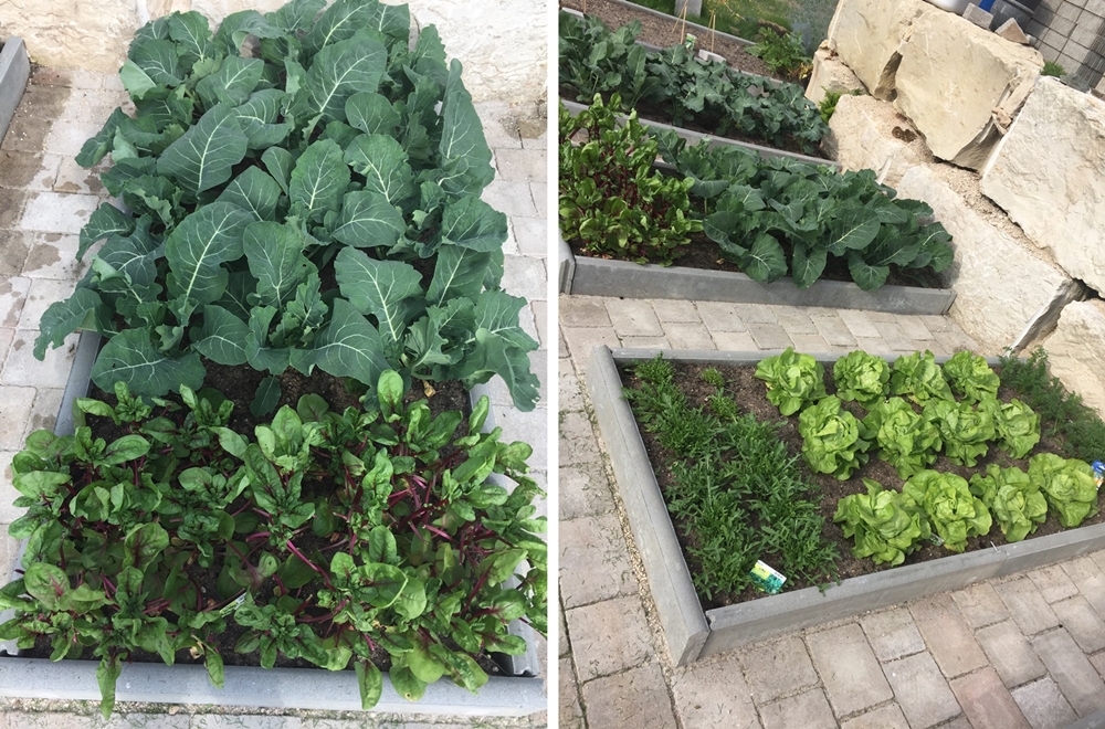 Gemüsebeete im Garten anlegen, bepflanzen & pflegen
