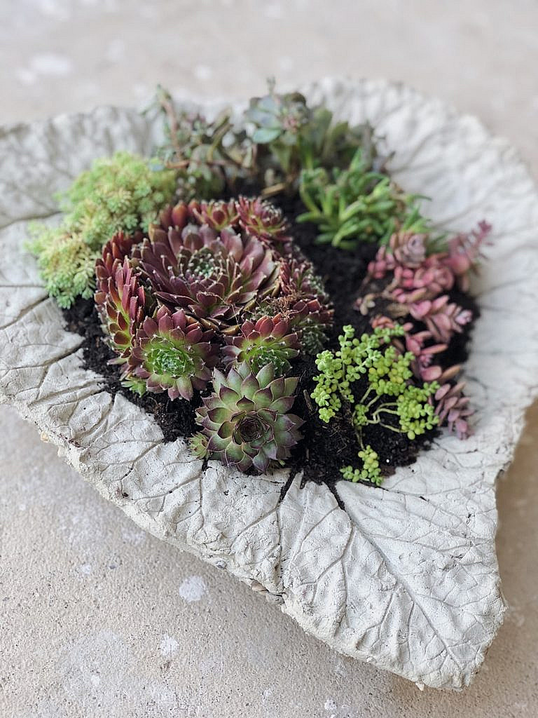 Diy Beton Pflanzschalen Aus Rhabarberblattern Fur Den Garten Fashion Kitchen