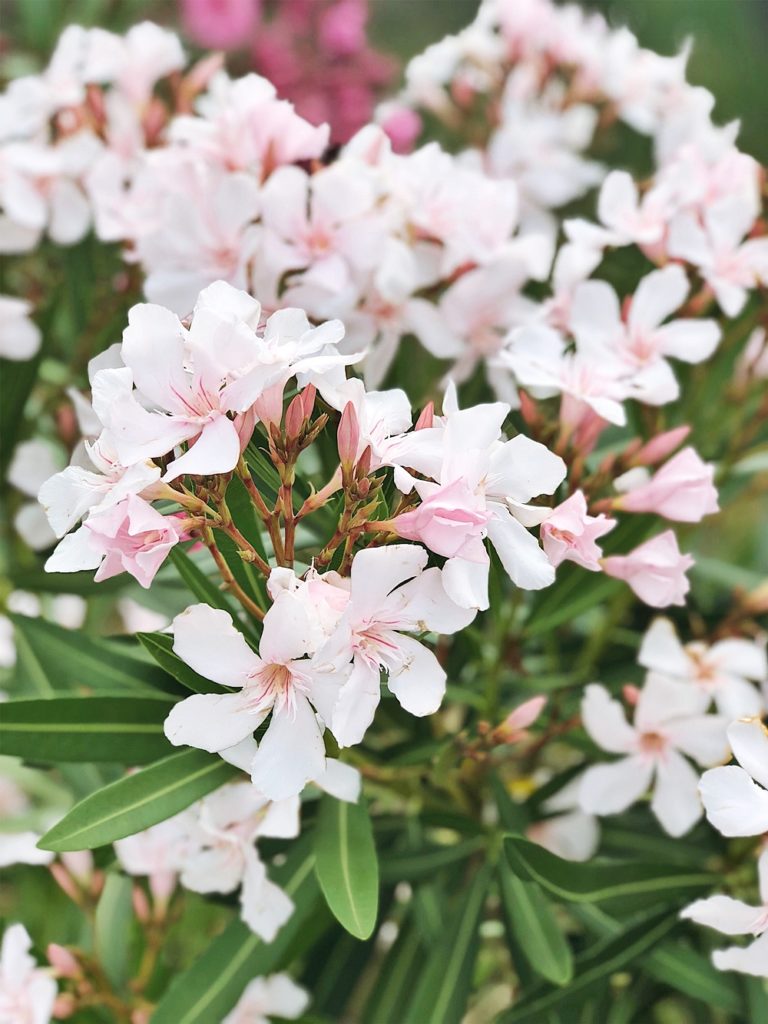 Oleander Pflegen Dungen Schneiden Uberwintern Alle Tipps Infos