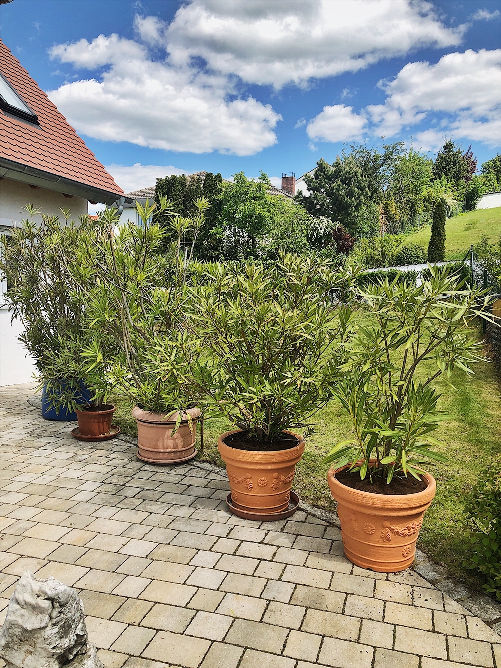 Oleander Pflegen Dungen Schneiden Uberwintern Alle Tipps