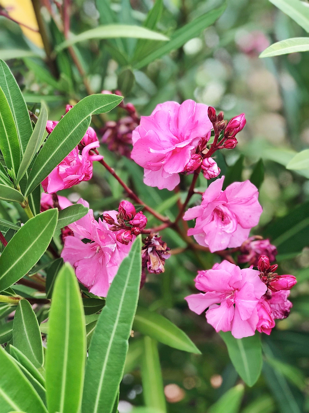 Oleander - pflegen, düngen, schneiden, überwintern - alle ...