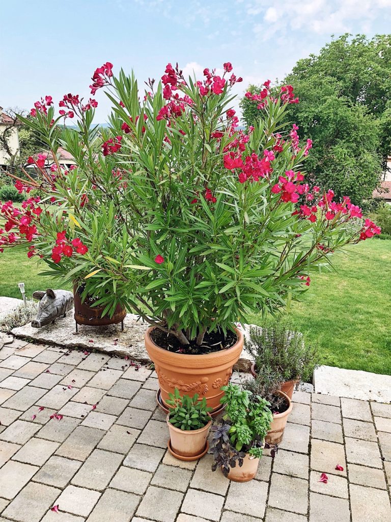 Oleander Pflegen Dungen Schneiden Uberwintern Alle Tipps