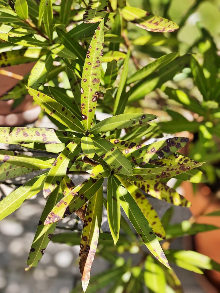Oleander pflegen, düngen, schneiden, überwintern alle Tipps &amp; Infos