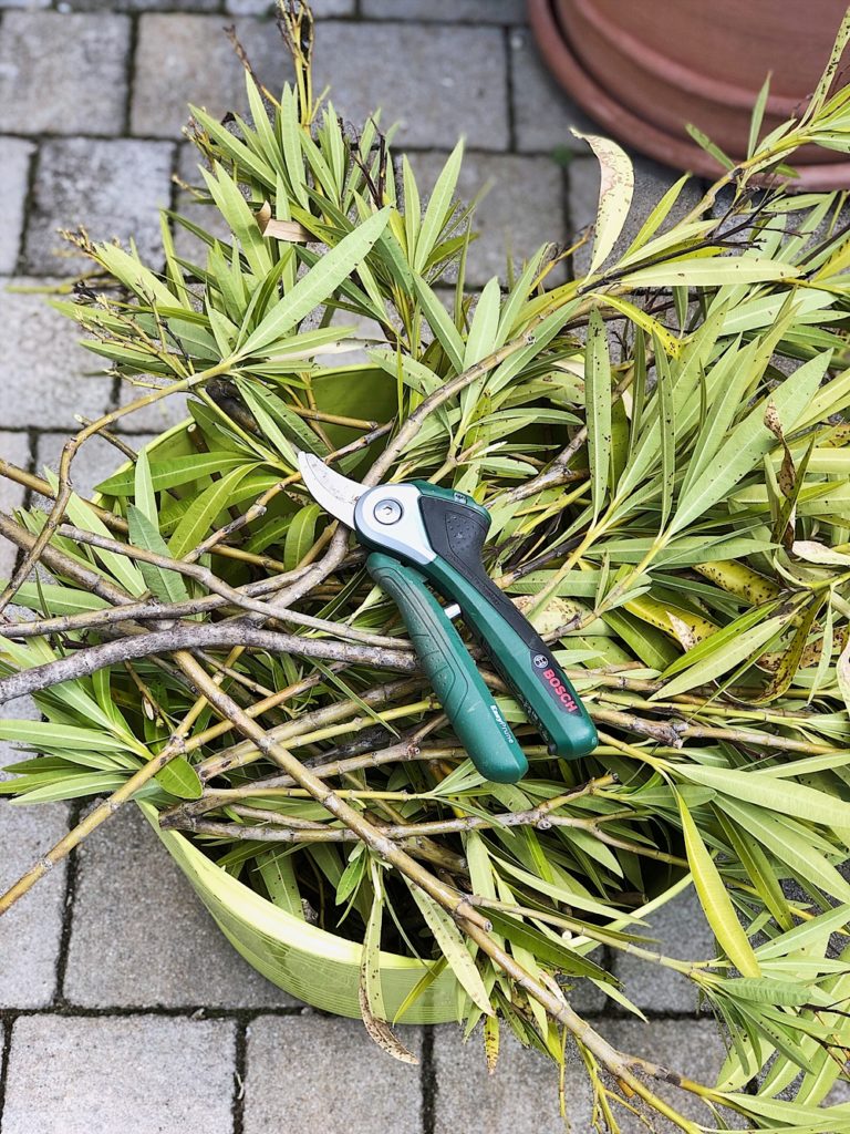 Oleander - pflegen, düngen, schneiden, überwintern - alle Tipps & Infos