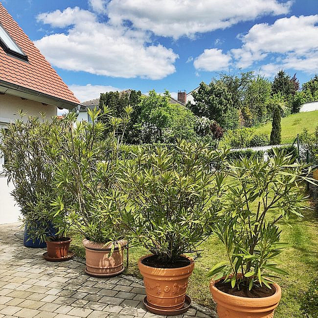 Oleander - pflegen, düngen, schneiden, überwintern - alle Tipps & Infos