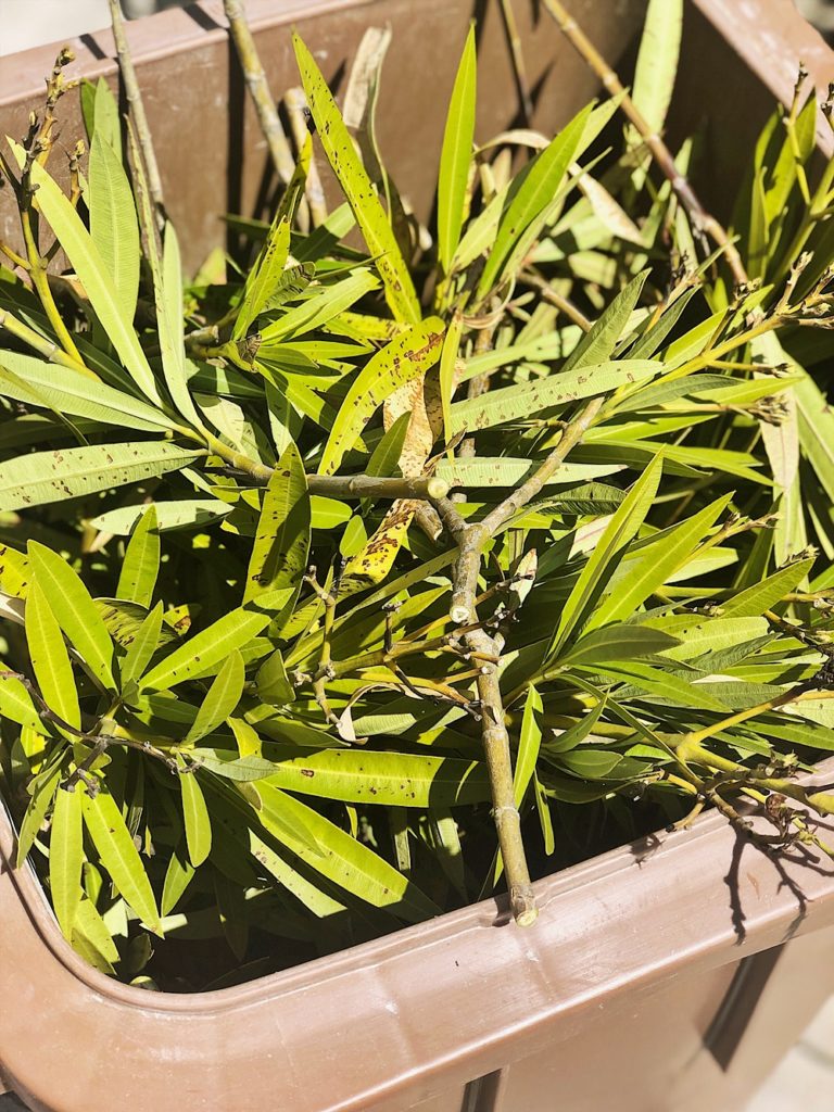 Oleander - pflegen, düngen, schneiden, überwintern - alle Tipps & Infos