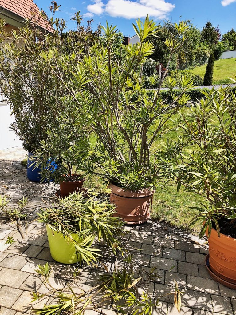 Oleander - pflegen, düngen, schneiden, überwintern - alle Tipps & Infos