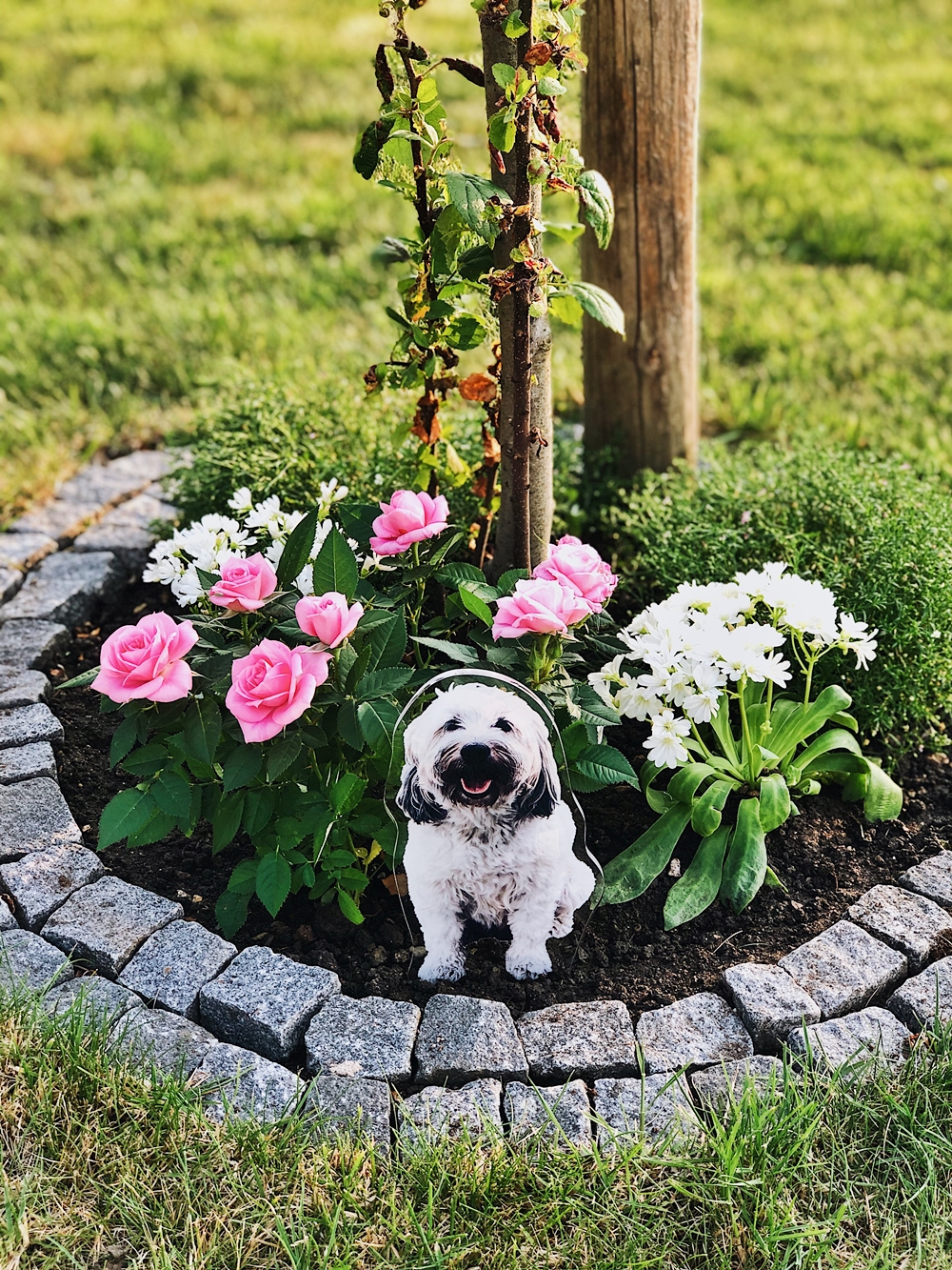 Ein Jahr ohne dich... Max Wuschelhund Tibet Terrier 