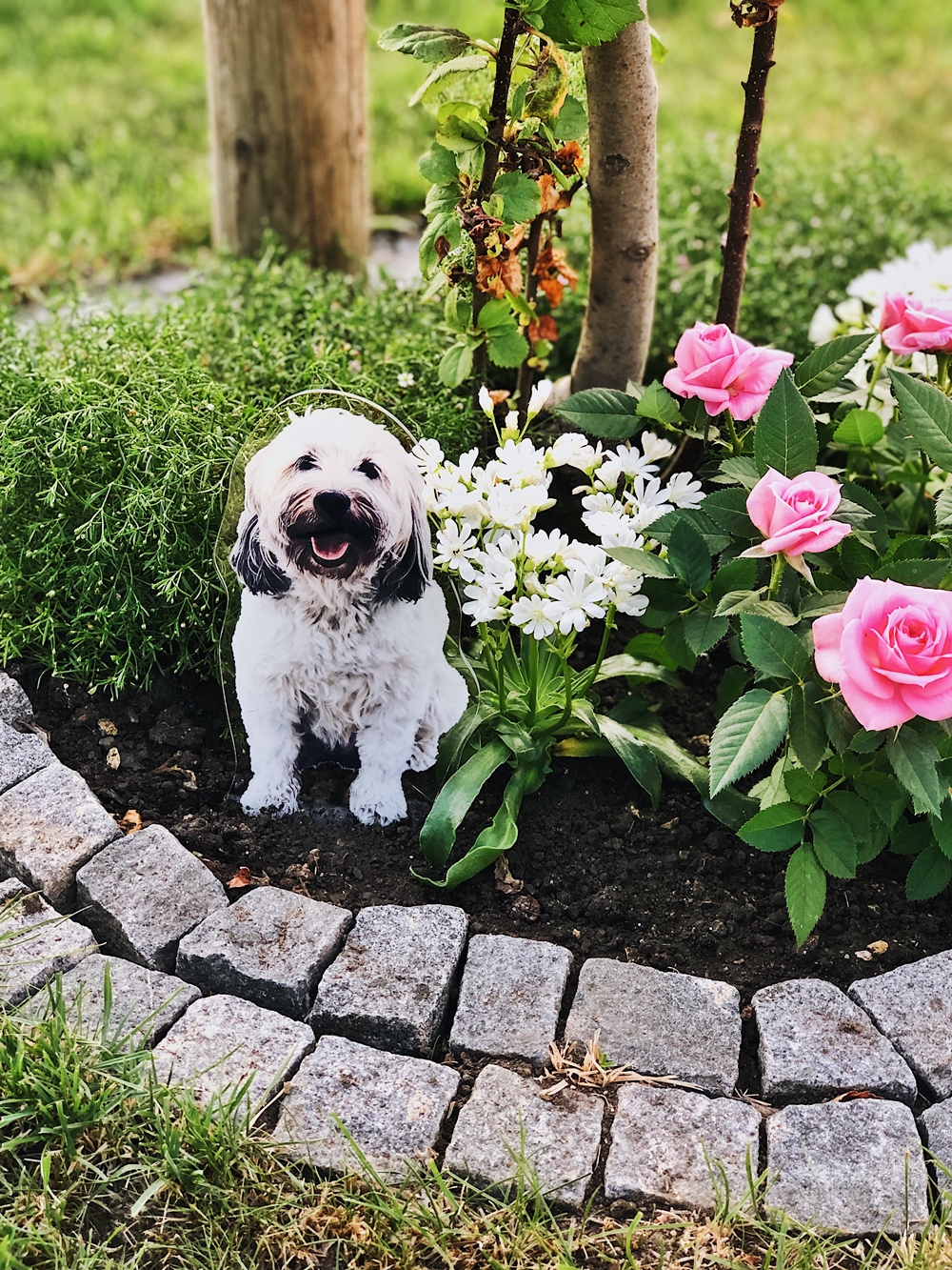 Ein Jahr ohne dich... Max Wuschelhund Tibet Terrier 