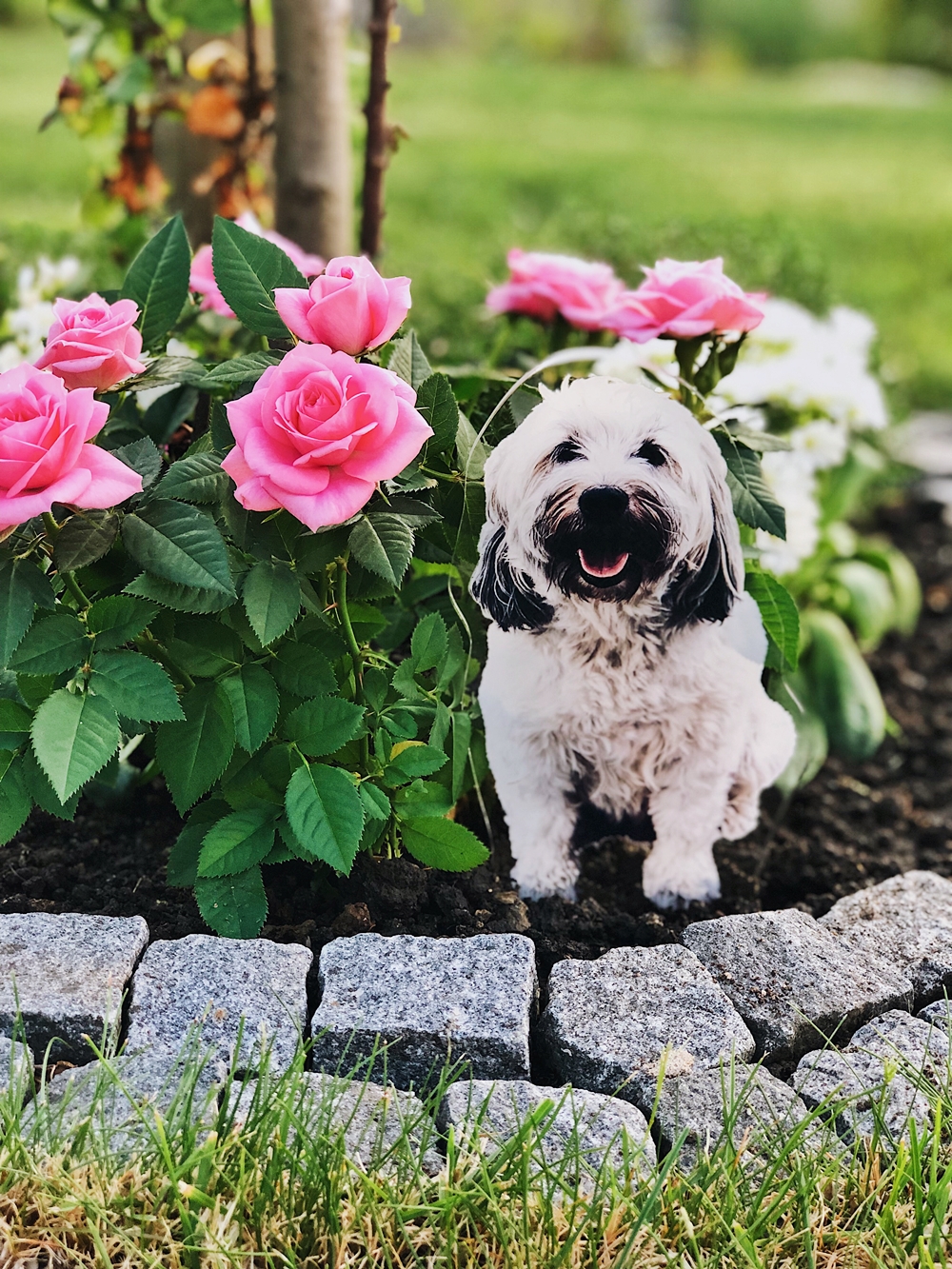 Ein Jahr ohne dich... Max Wuschelhund Tibet Terrier 