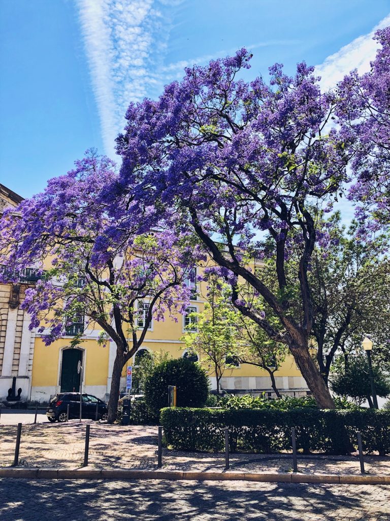 Roadtrip durch Portugal-fashionkitchen-lissabon-altstadt-lila bäume