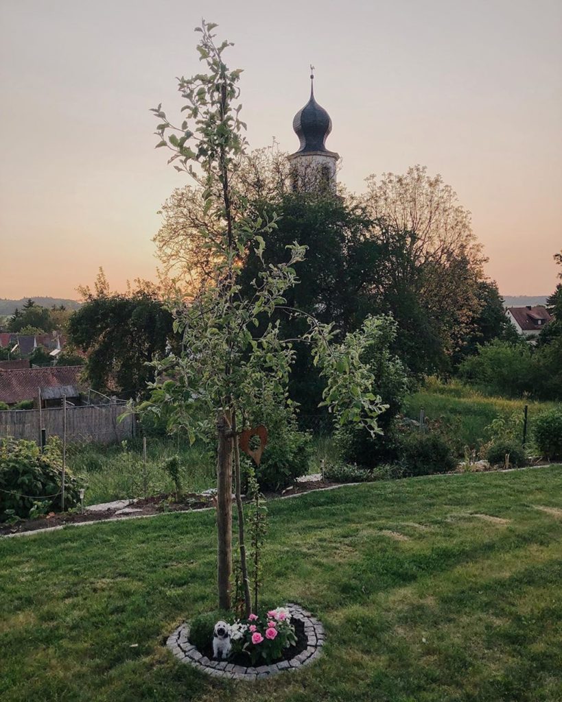 Max Wuschelhund Tibet Terrier Todestag Apfelbaum Beerdigung