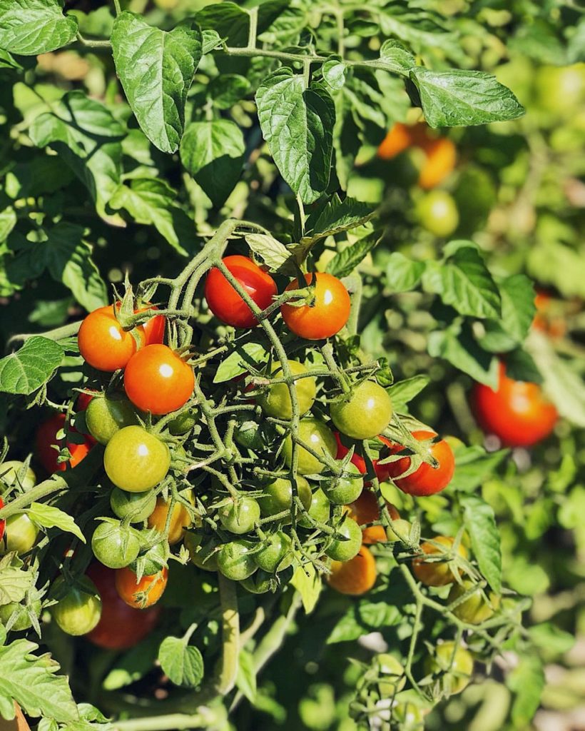 tomaten marmelade getrocknet in öl eingelegt fermentiert pflege aufzucht ernte