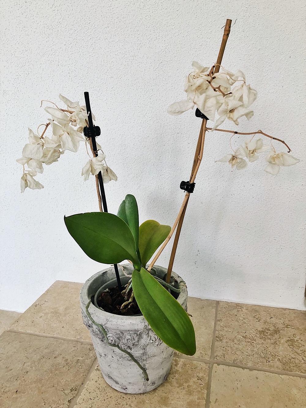 Orchideen richtig umtopfen und Ableger vermehren so gehts!