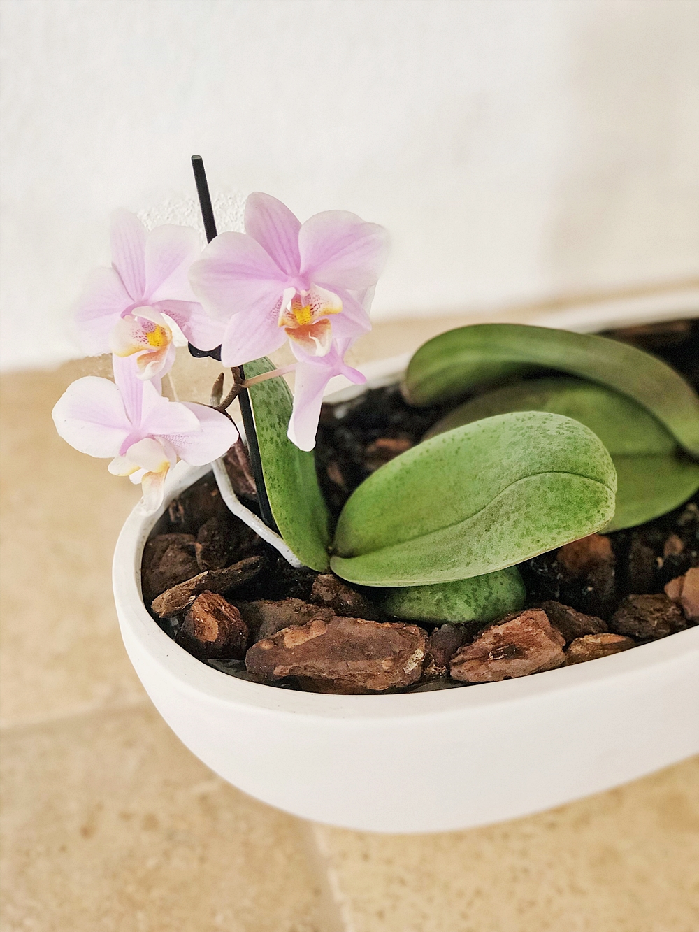 Bei orchideen luftwurzeln viele Orchideen richtig