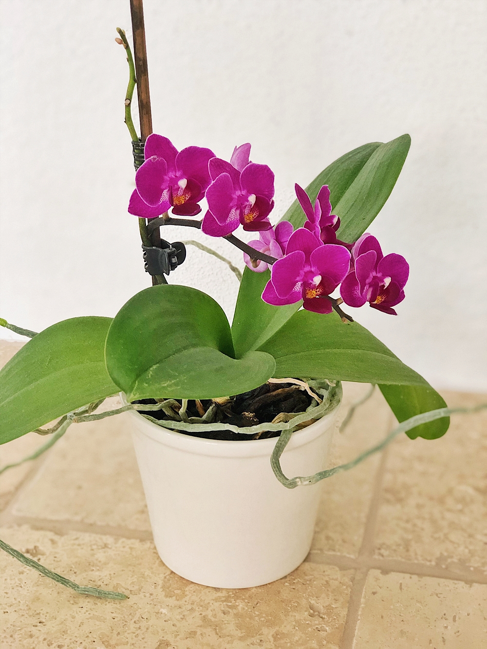 Orchideen richtig umtopfen und Ableger vermehren - so gehts!