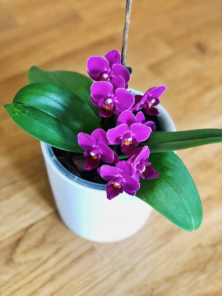 Orchideen richtig umtopfen und Ableger vermehren - so gehts!