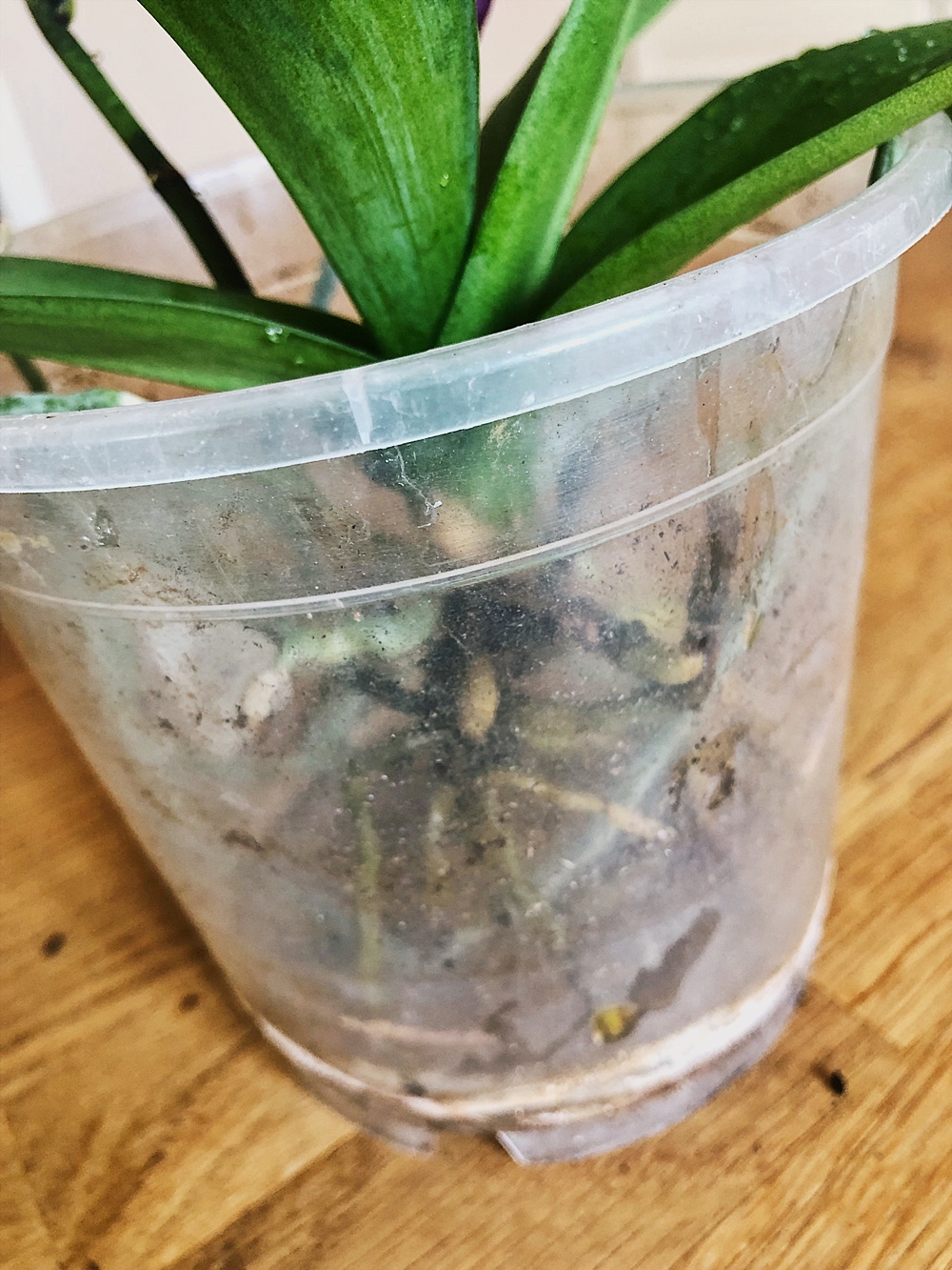 Orchideen richtig umtopfen und Ableger vermehren so gehts!